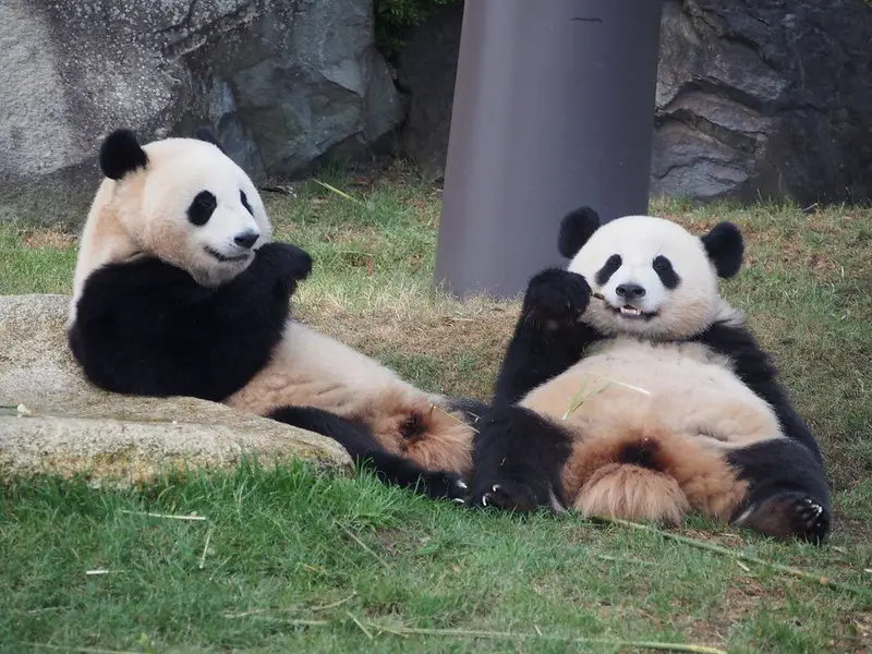 Pandas in Adventure World. Photo by nakashi (www.flickr.com)