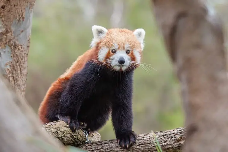 How To Say Red Panda In Japan